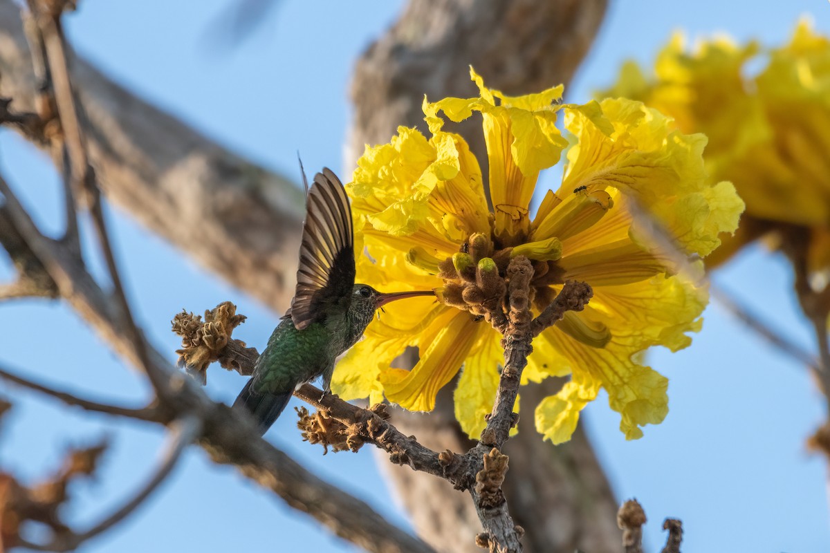 Glittering-throated Emerald - ML609131561