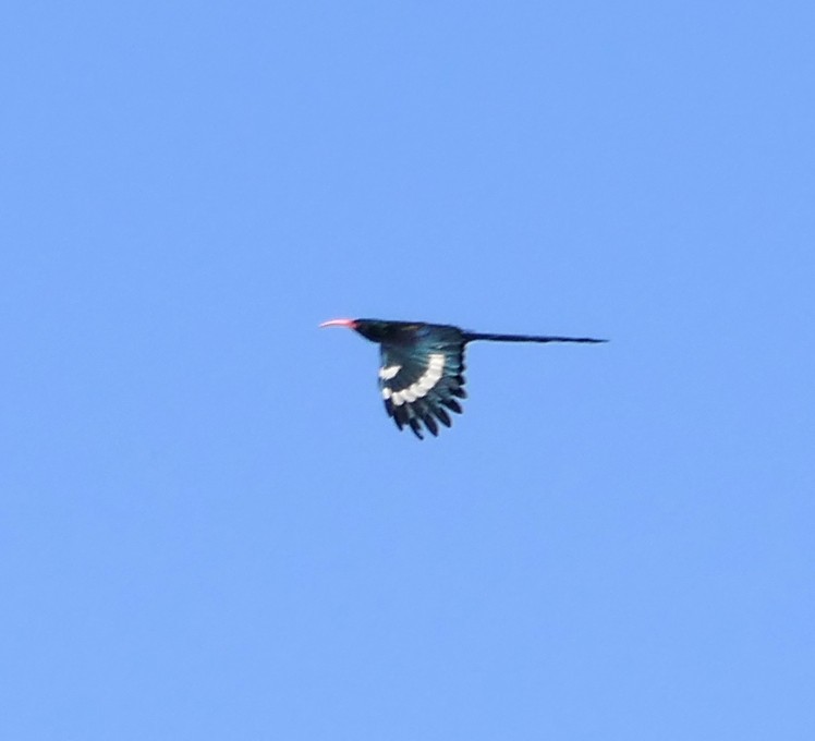 Green Woodhoopoe - ML609131572