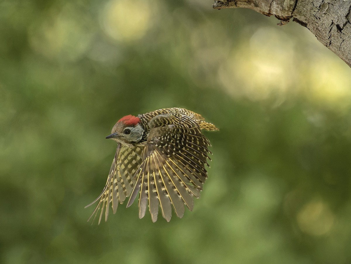 Cardinal Woodpecker - Bruce Ward-Smith