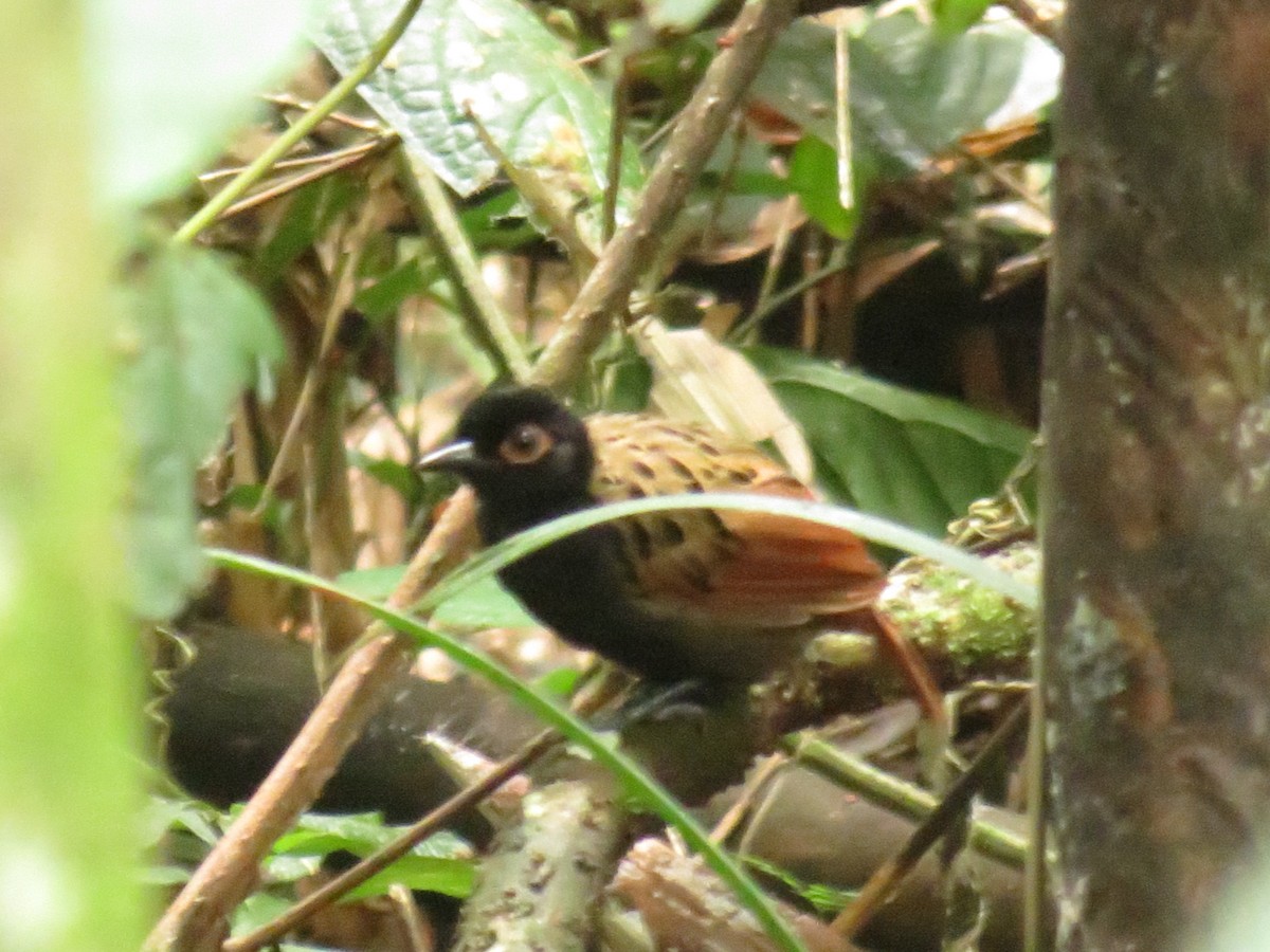 Black-spotted Bare-eye - Gary Prescott