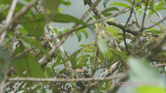 Orange-eared Tanager (Blue-throated) - ML609131689