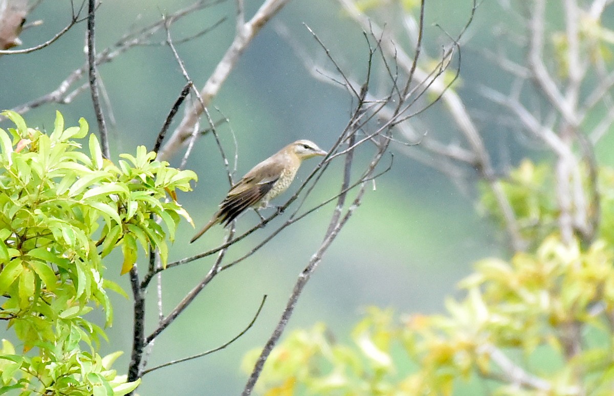 South Moluccan Cicadabird - ML609131726