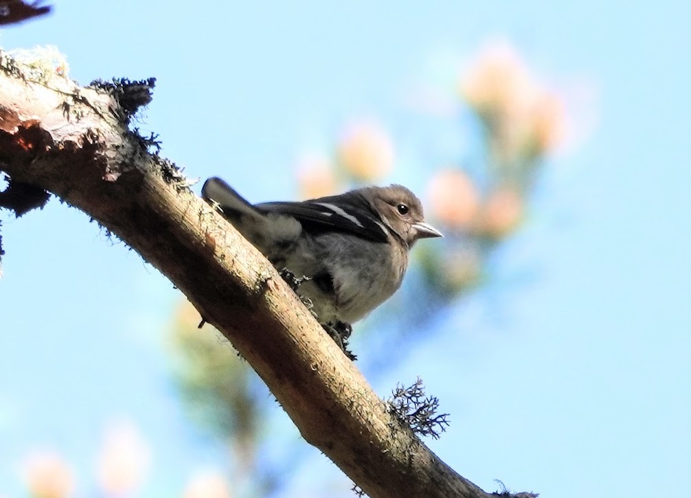 Дуулгат бужирга - ML609131768