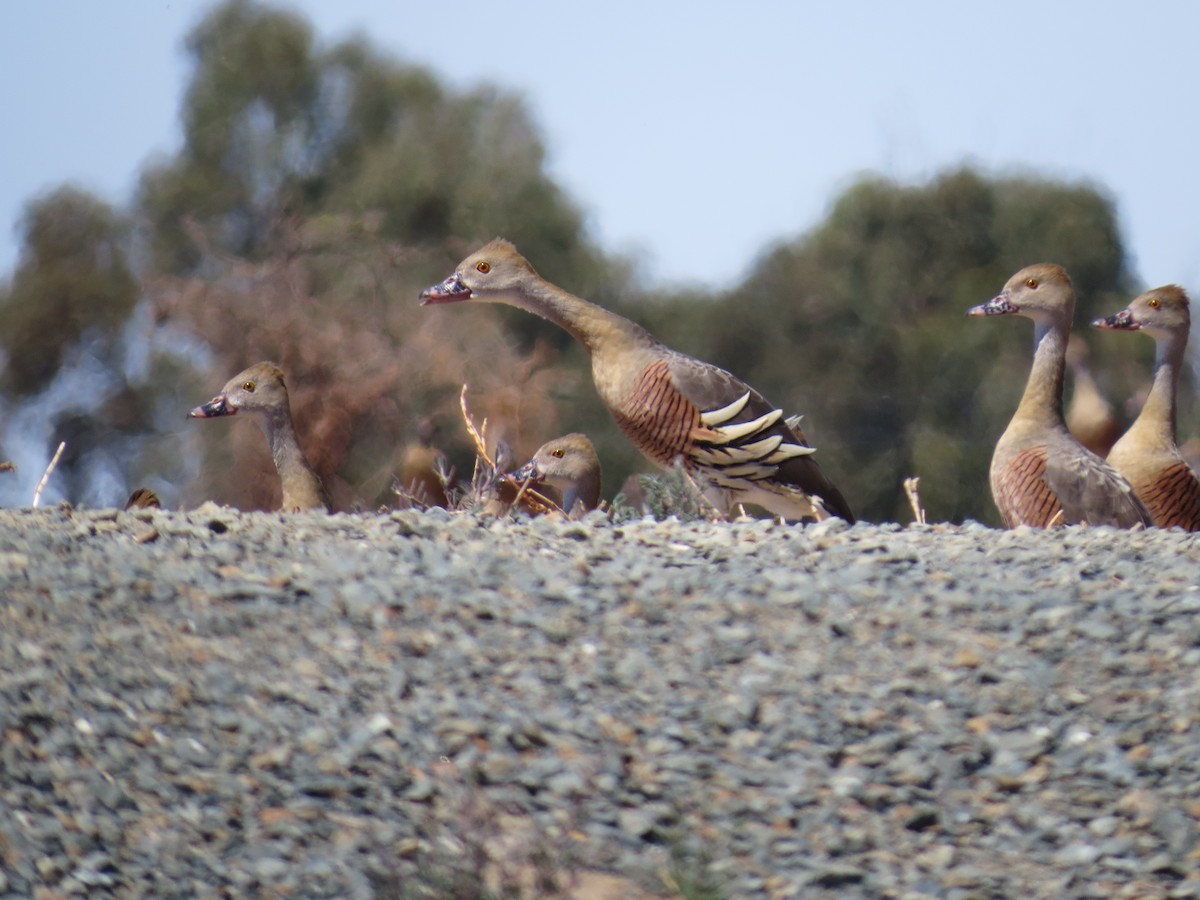 Plumed Whistling-Duck - ML609131794