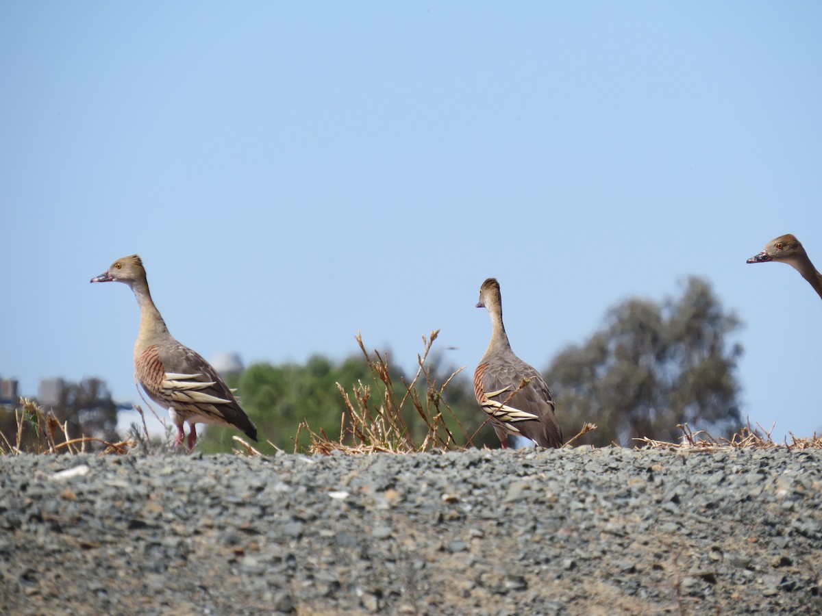 Plumed Whistling-Duck - ML609131806