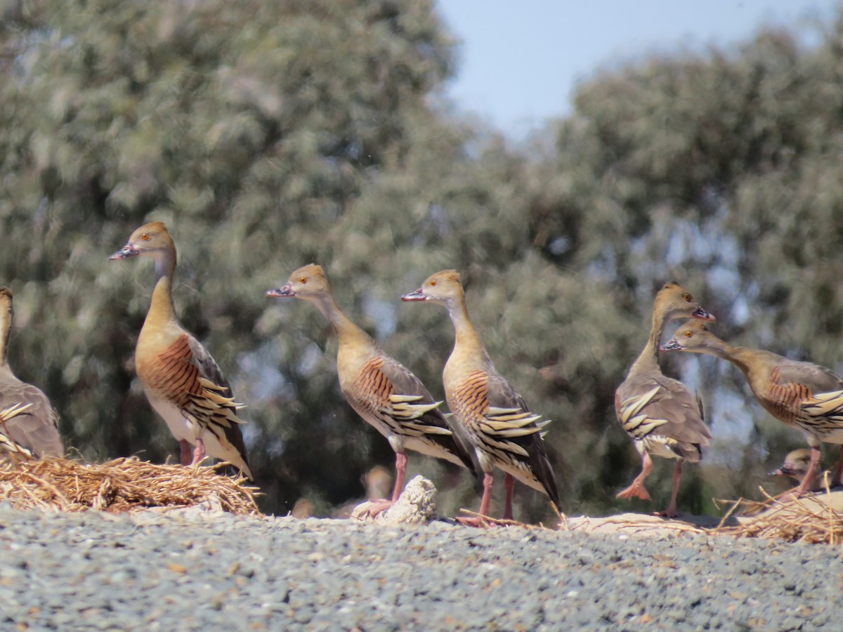Plumed Whistling-Duck - ML609131807