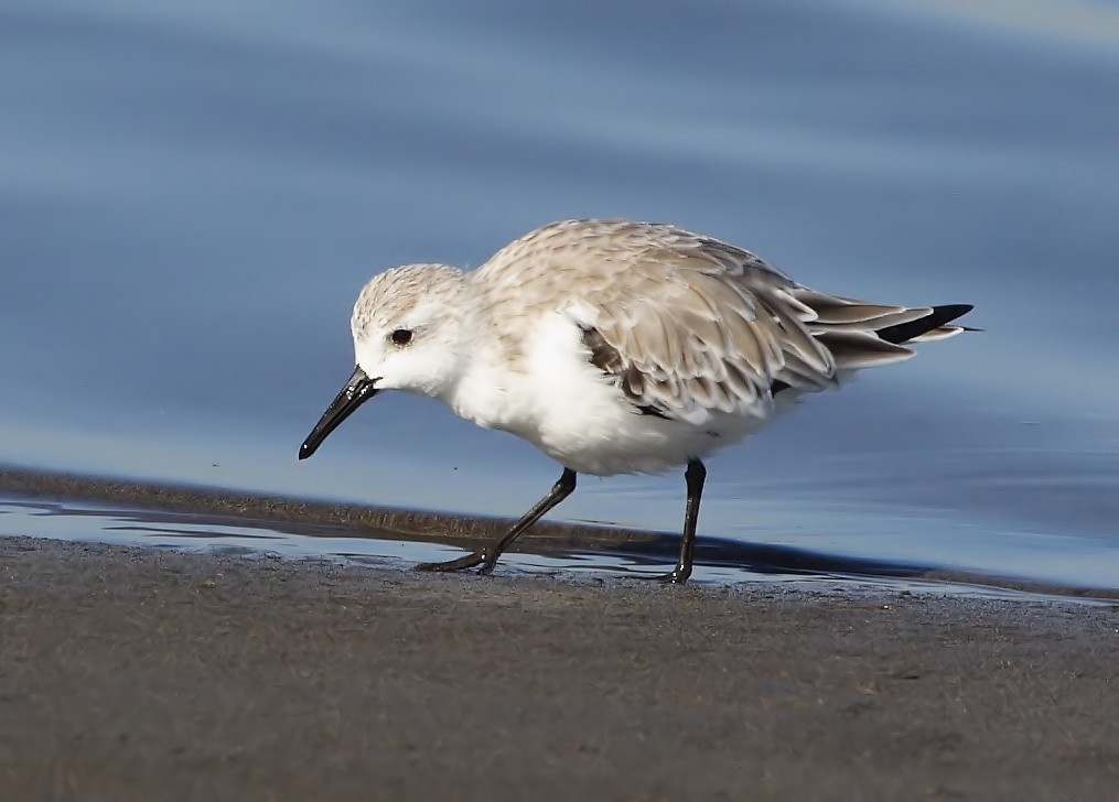 Sanderling - ML609131815