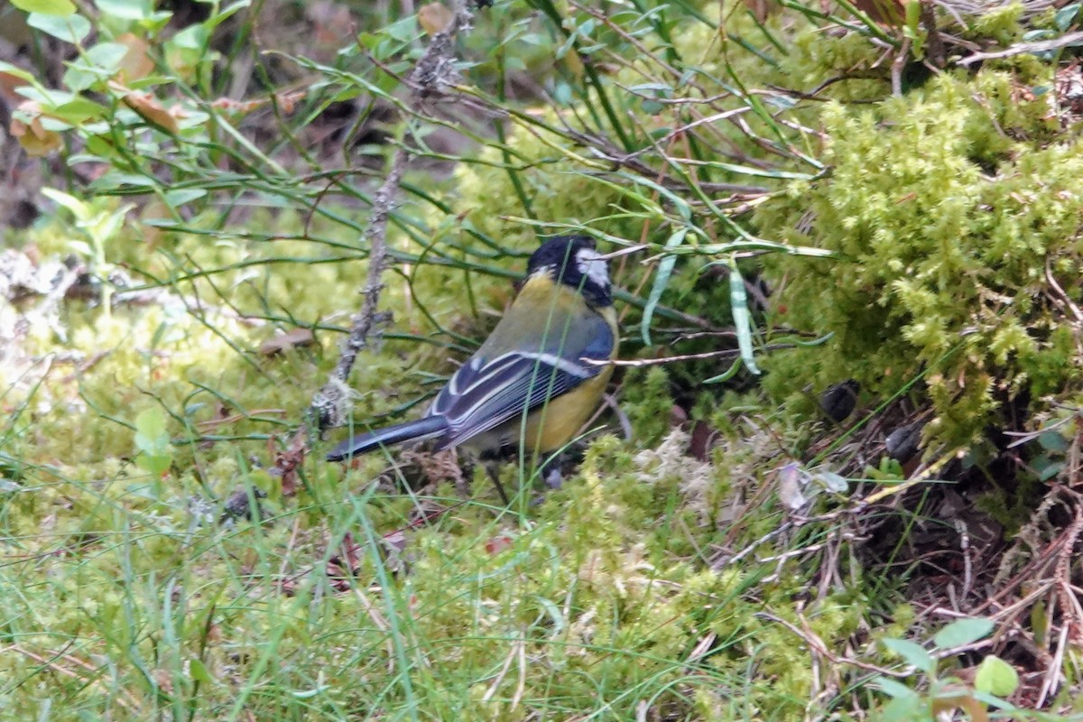 Их хөх бух - ML609131845