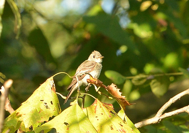 Eastern Wood-Pewee - Bill Telfair