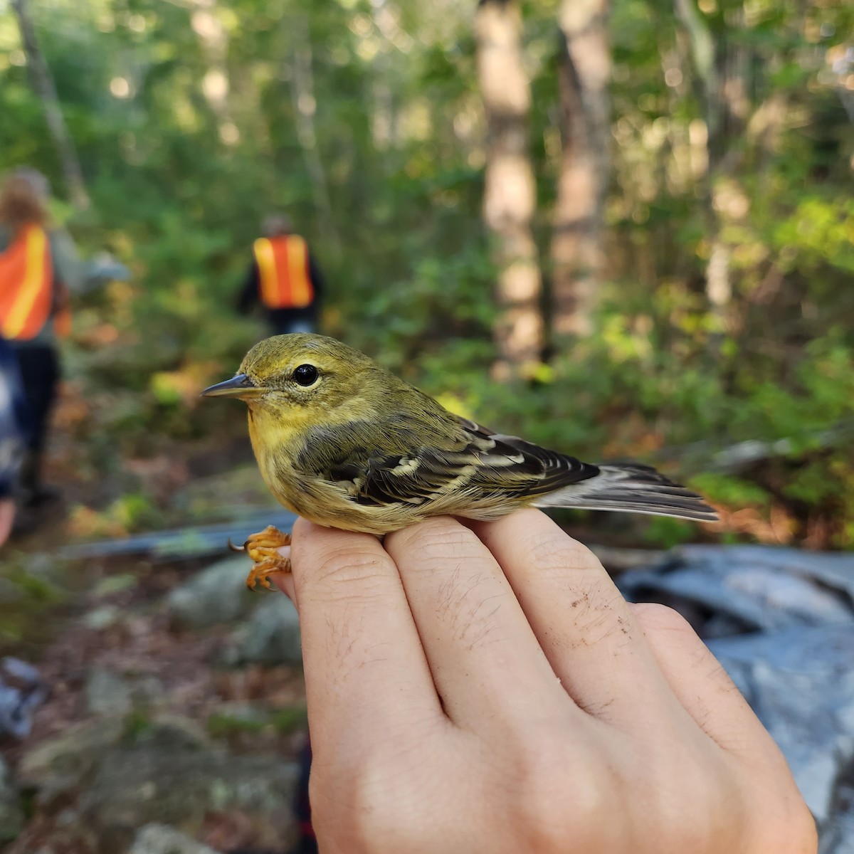 Blackpoll Warbler - ML609131915