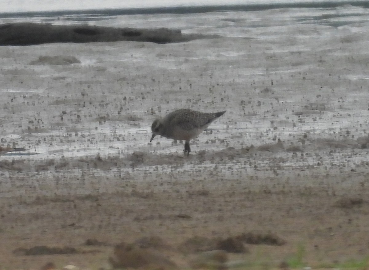 American Golden-Plover - ML609132037