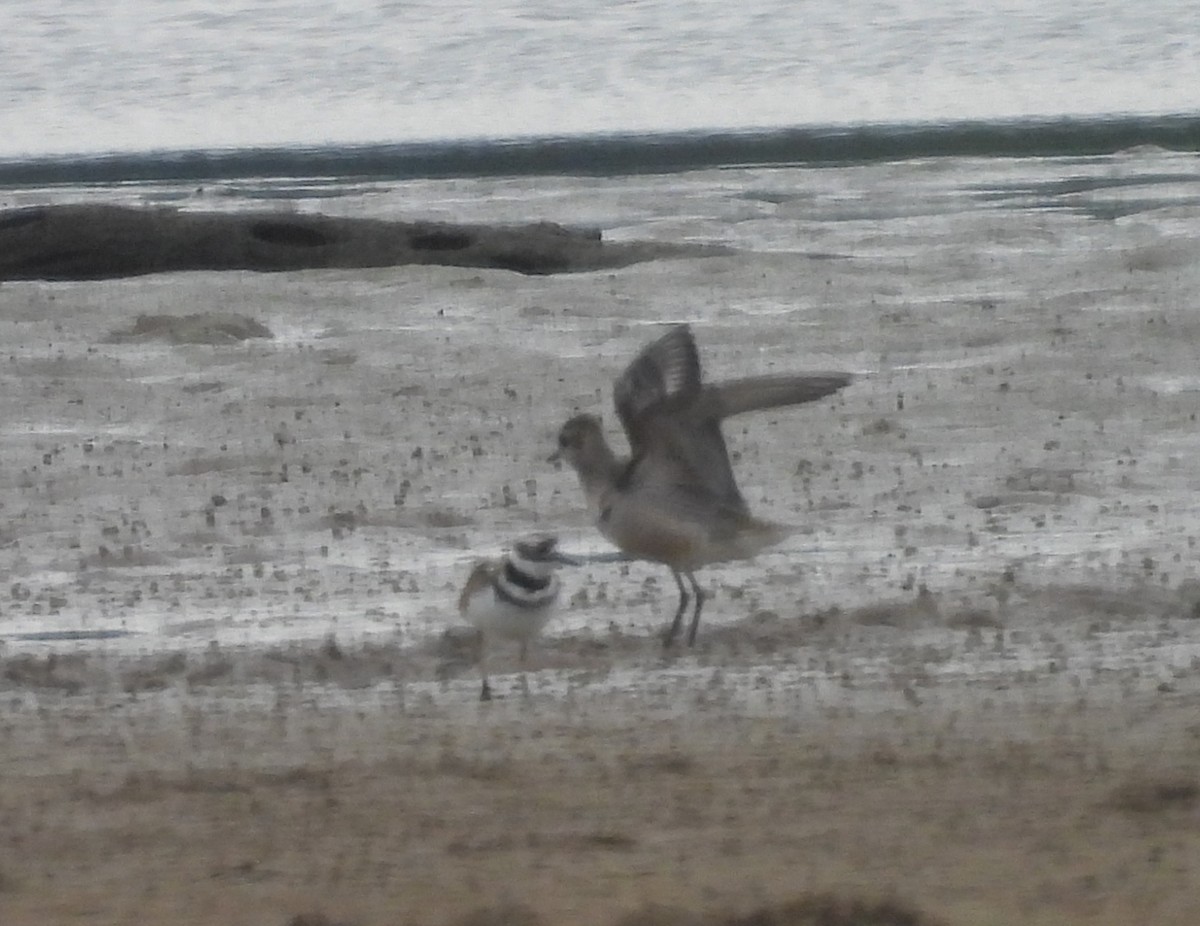 American Golden-Plover - ML609132041