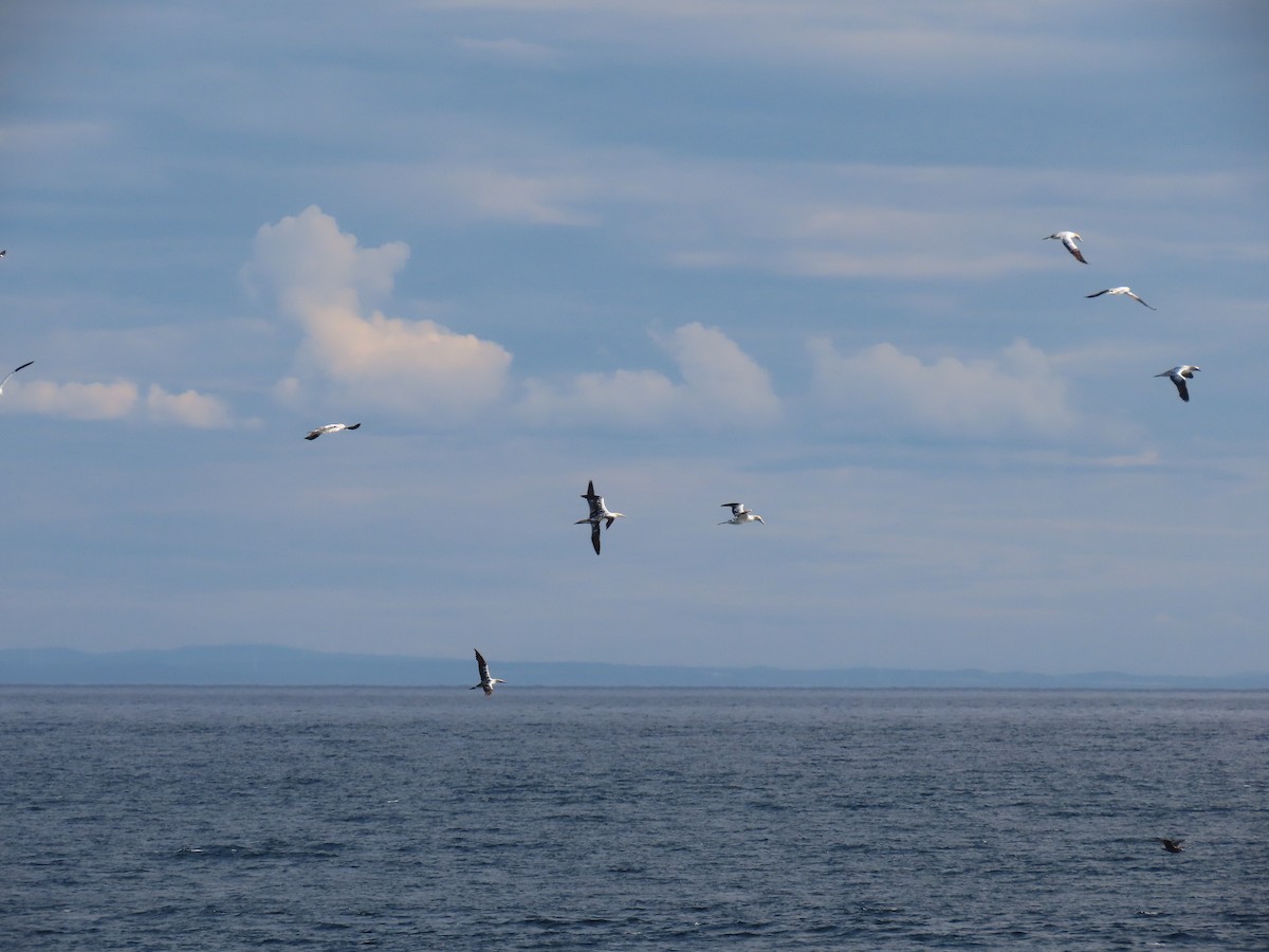 Northern Gannet - Penny M