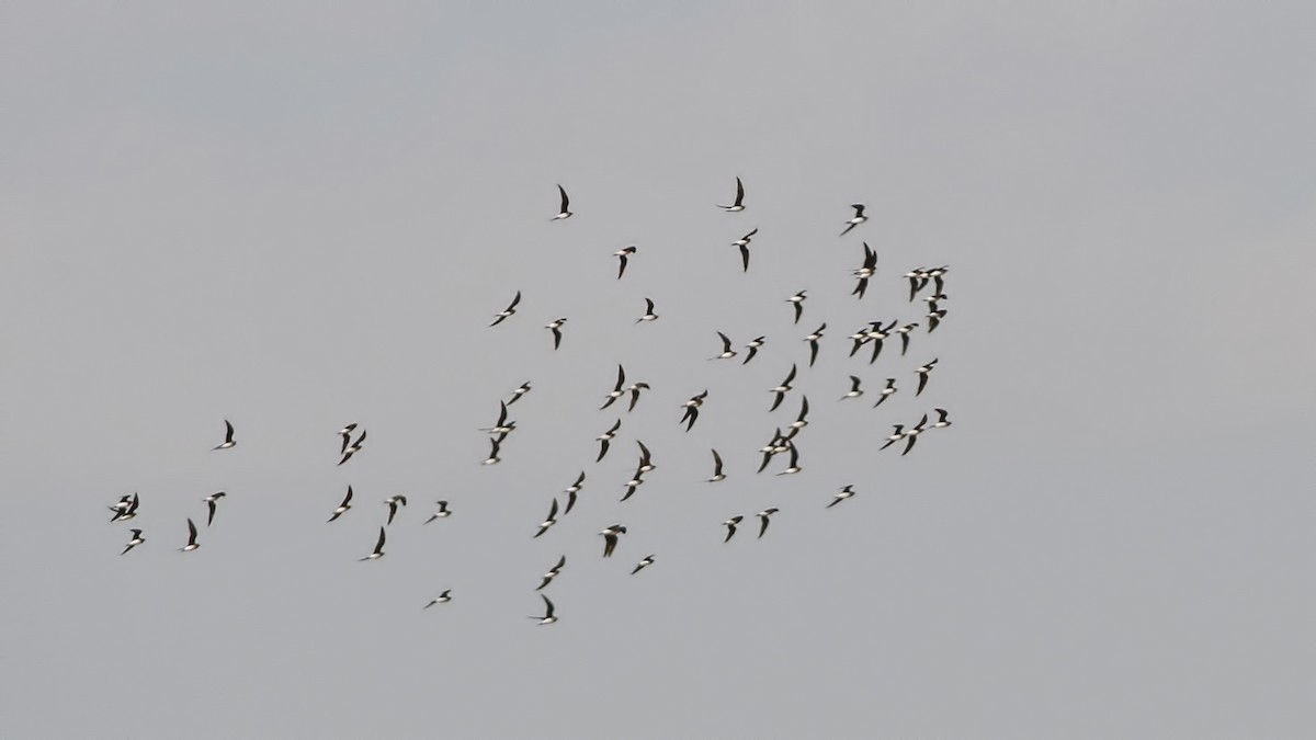 Black-winged Pratincole - ML609132065