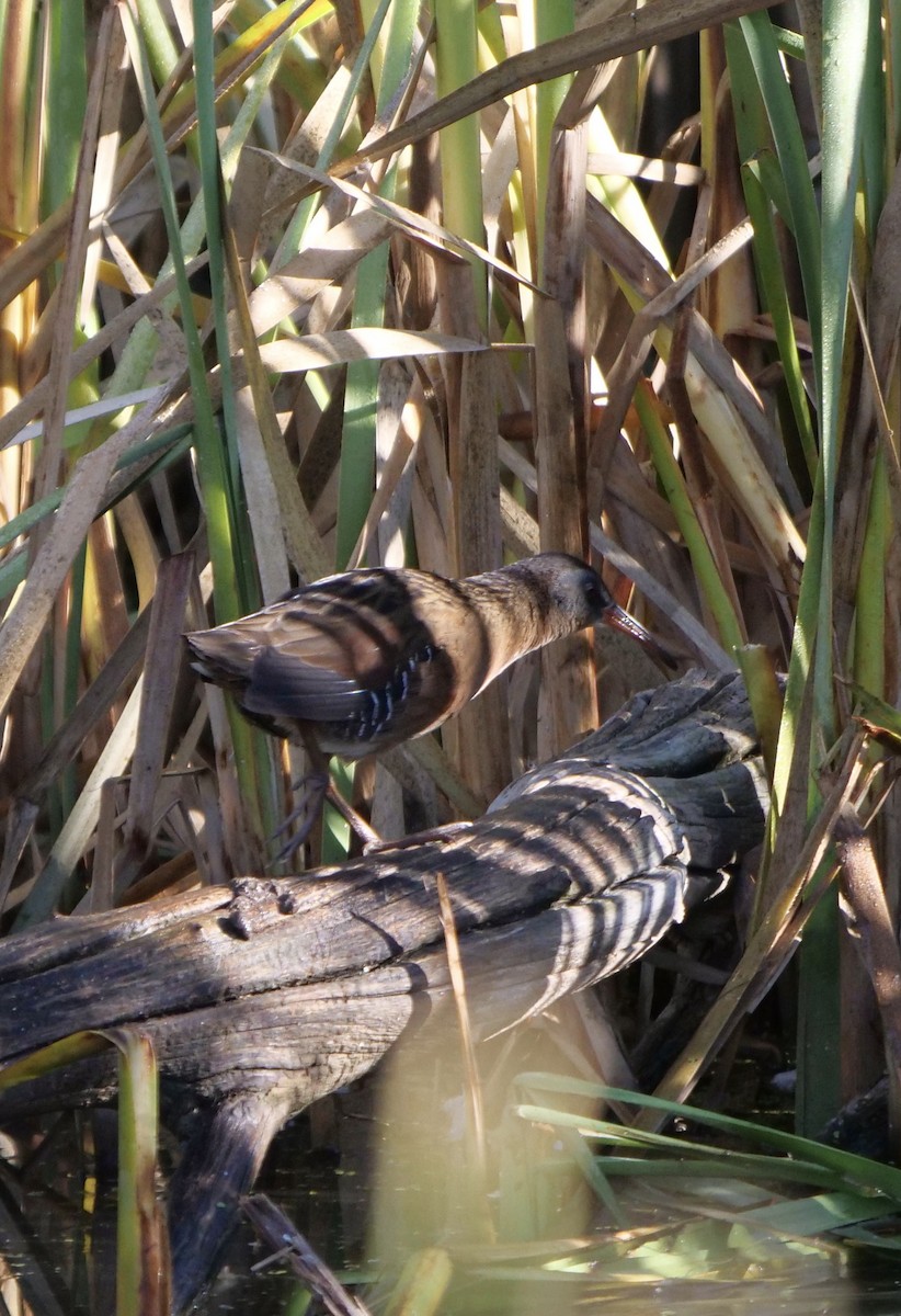 Virginia Rail - Bob D'Antonio