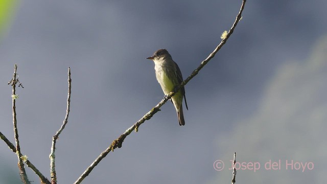 Olive-sided Flycatcher - ML609132192