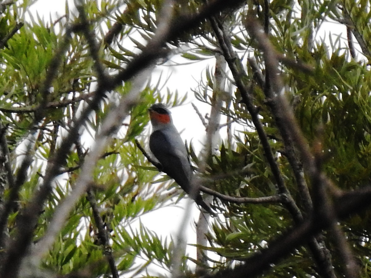 Crested Treeswift - SANCHITA DEY