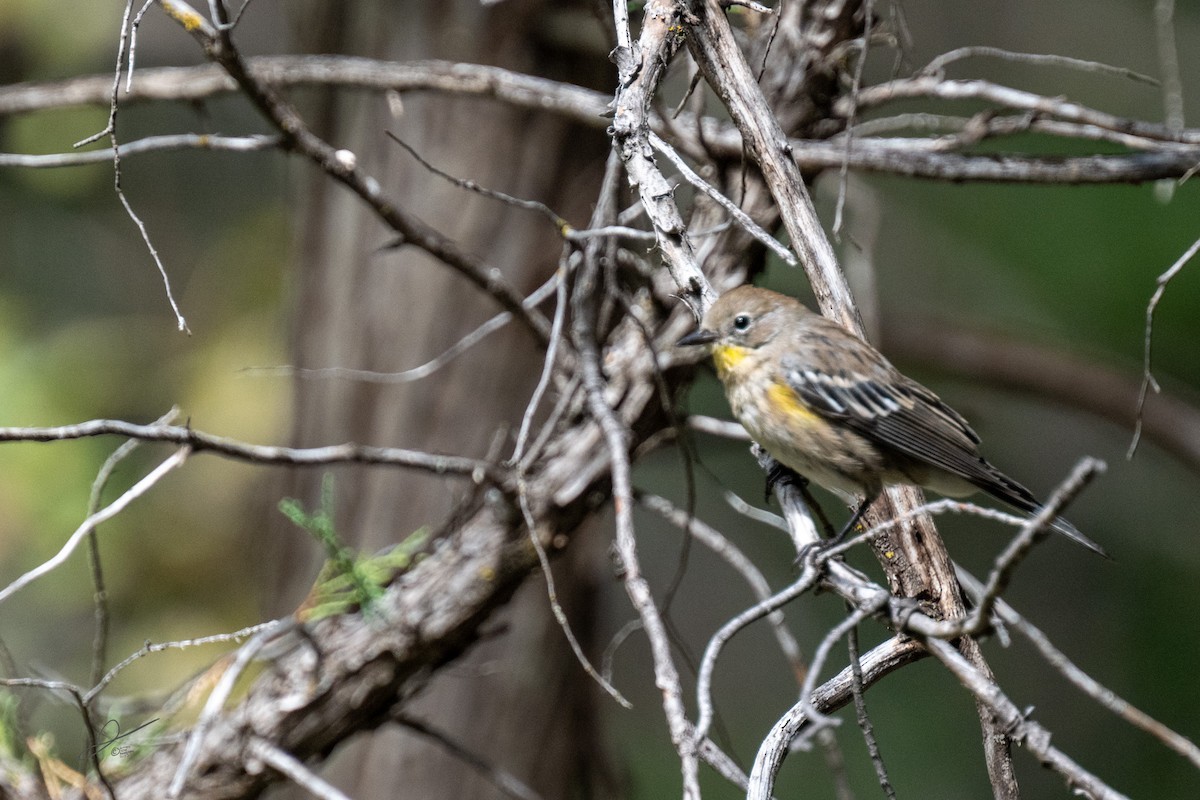 Yellow-rumped Warbler - ML609132224