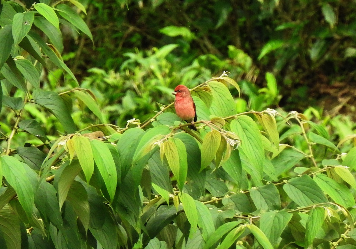 Common Rosefinch - ML609132355