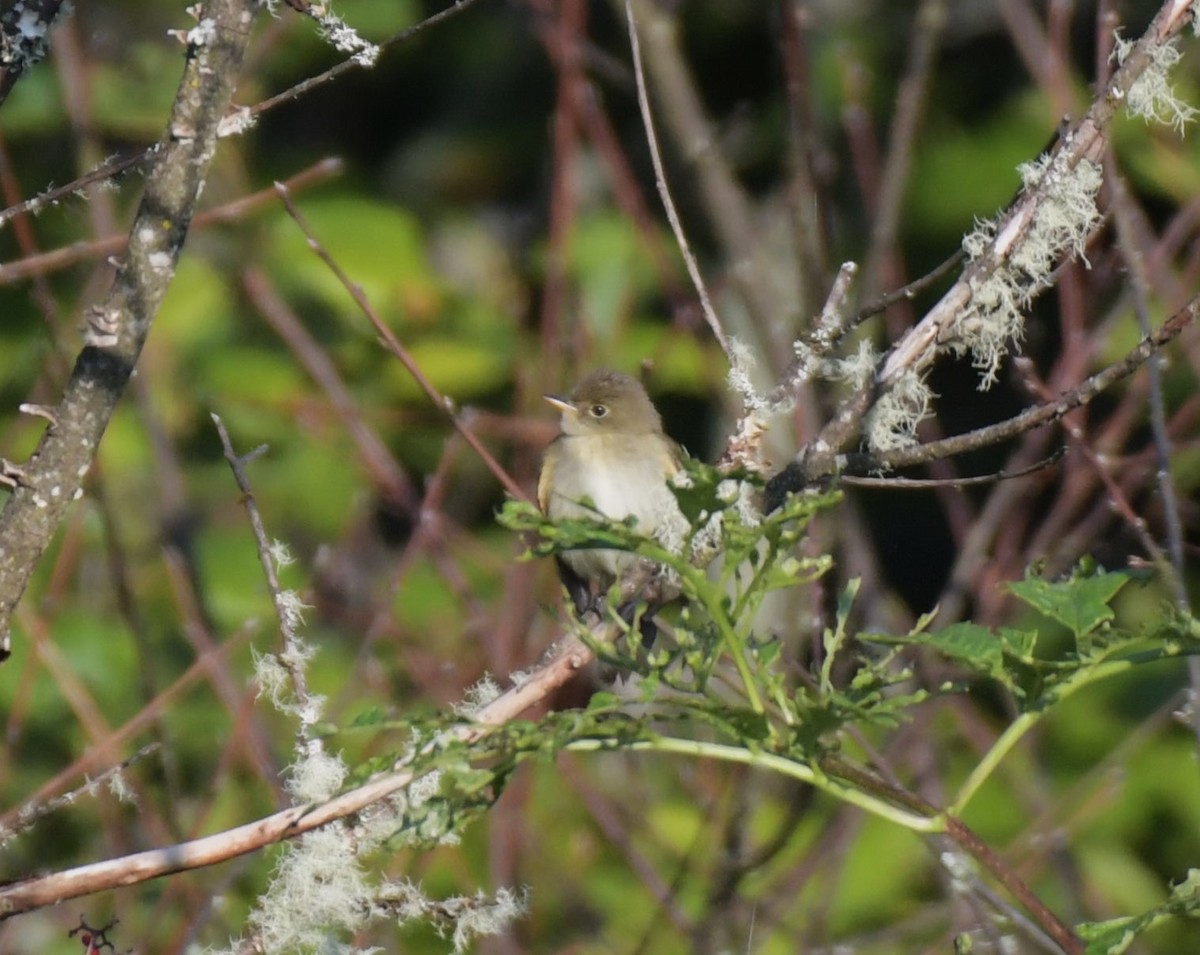 חטפית Empidonax בלתי-מזוהה - ML609132380