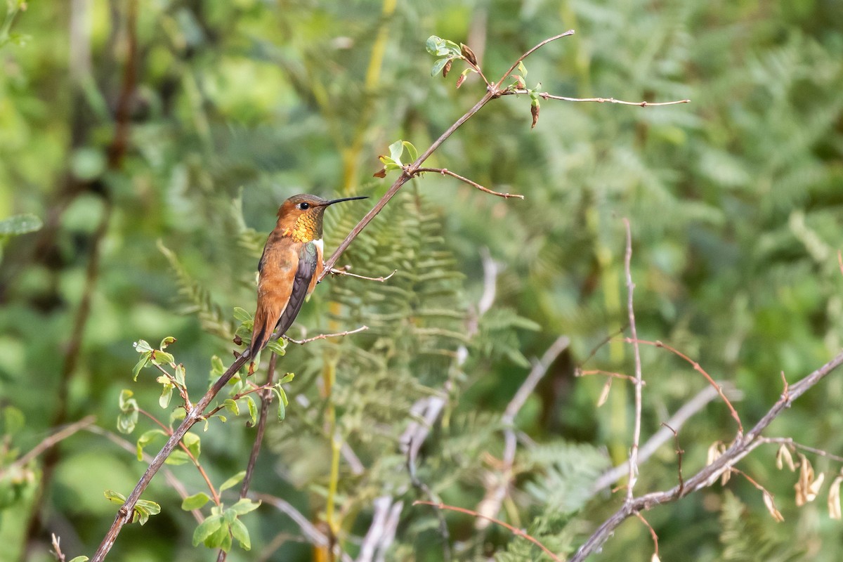 Rufous Hummingbird - ML609132571