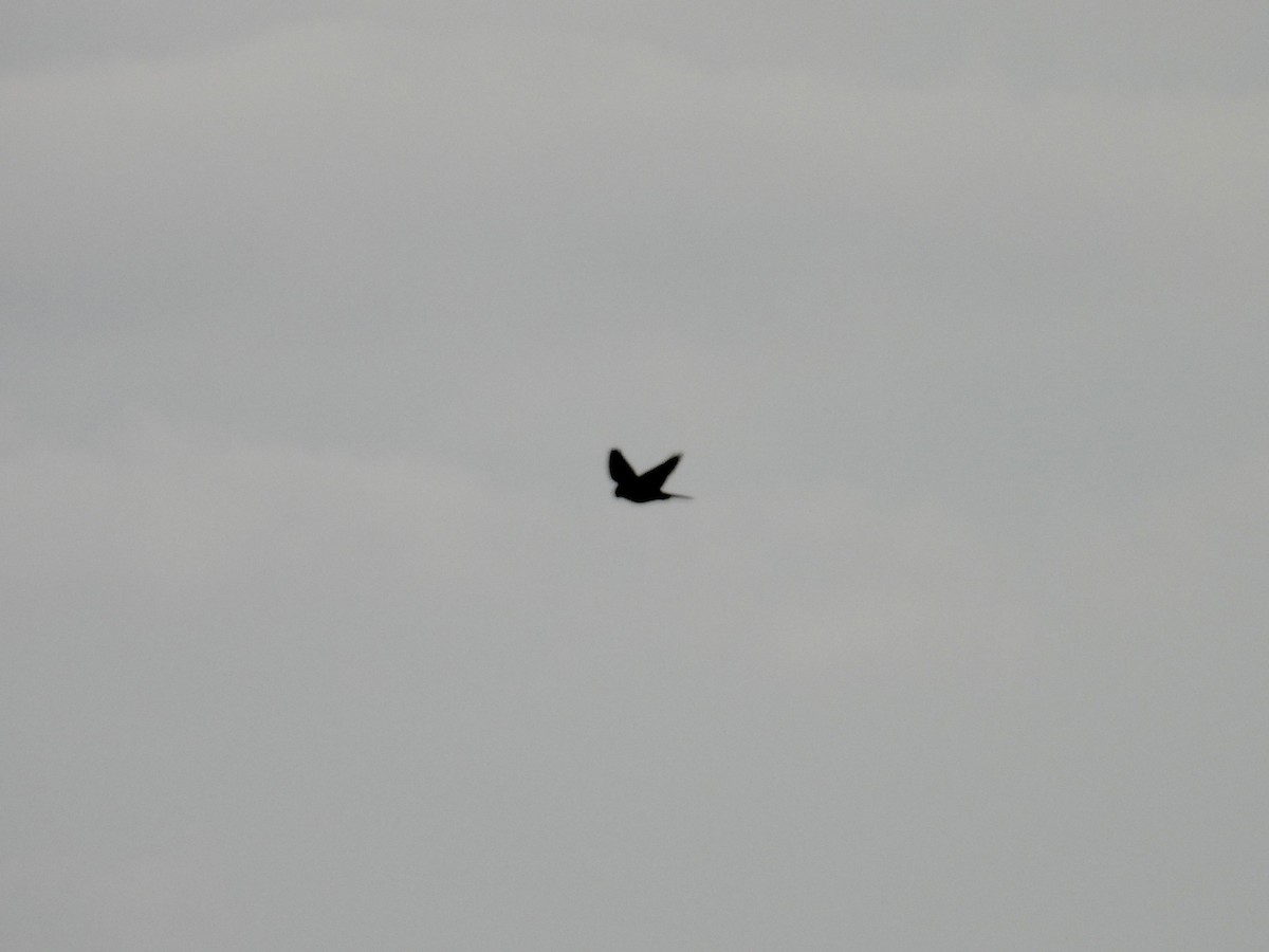 American Kestrel - ML609132612