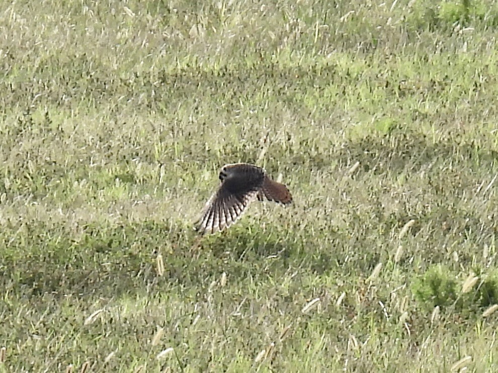 American Kestrel - ML609132613