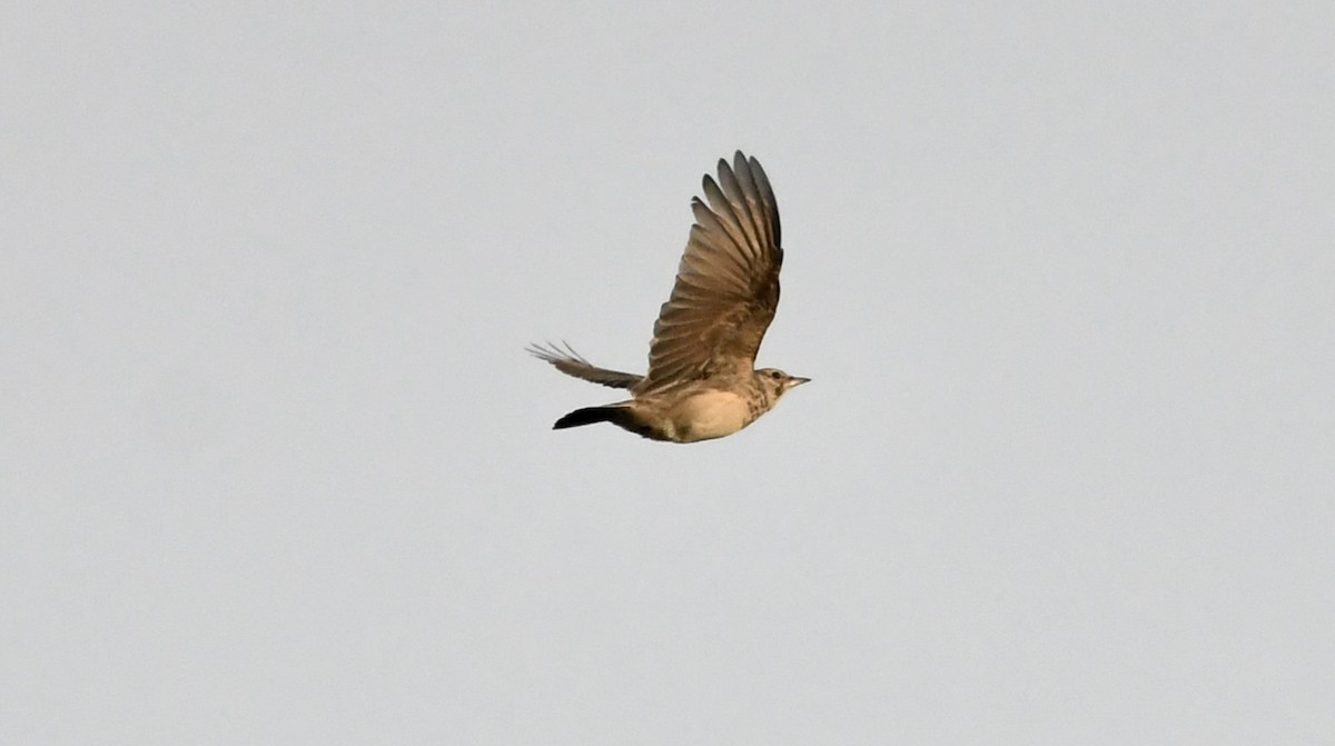 Crested Lark - ML609132647