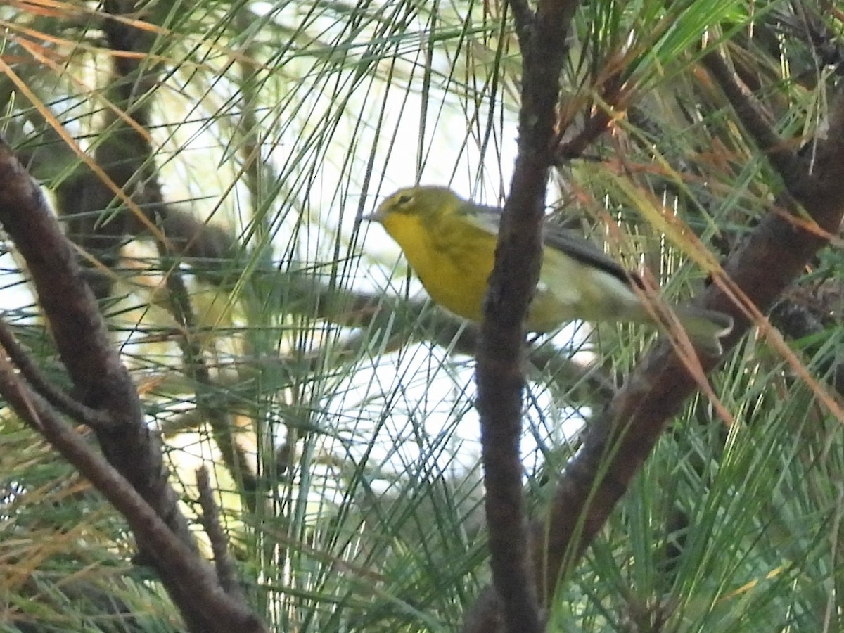 Pine Warbler - ML609132728