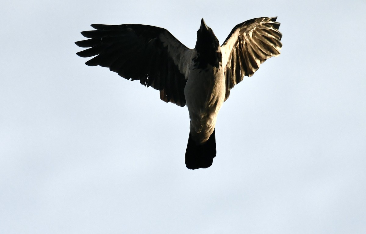 Hooded Crow - ML609132736