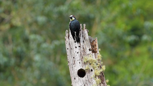 Acorn Woodpecker - ML609132774