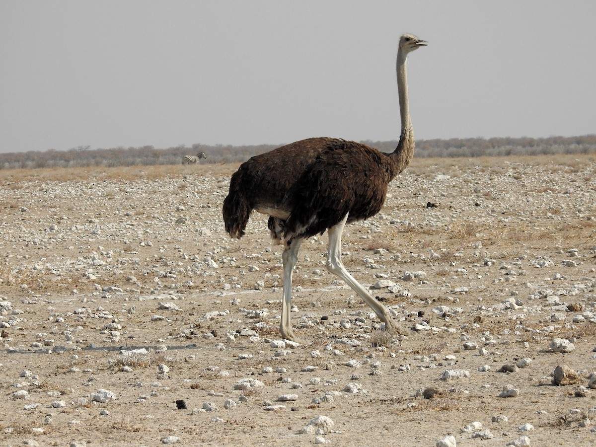 Common Ostrich - Luca Forneris