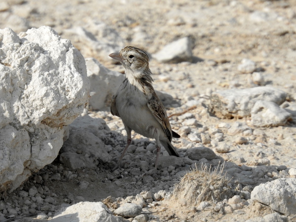 Stark's Lark - Luca Forneris