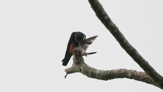 Bat Falcon - ML609132846