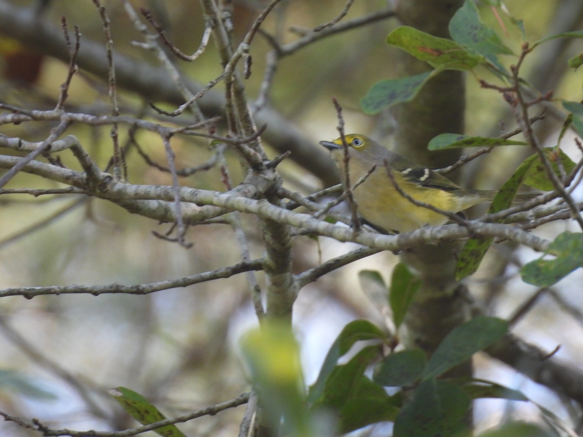 White-eyed Vireo - Jeanene Daniels