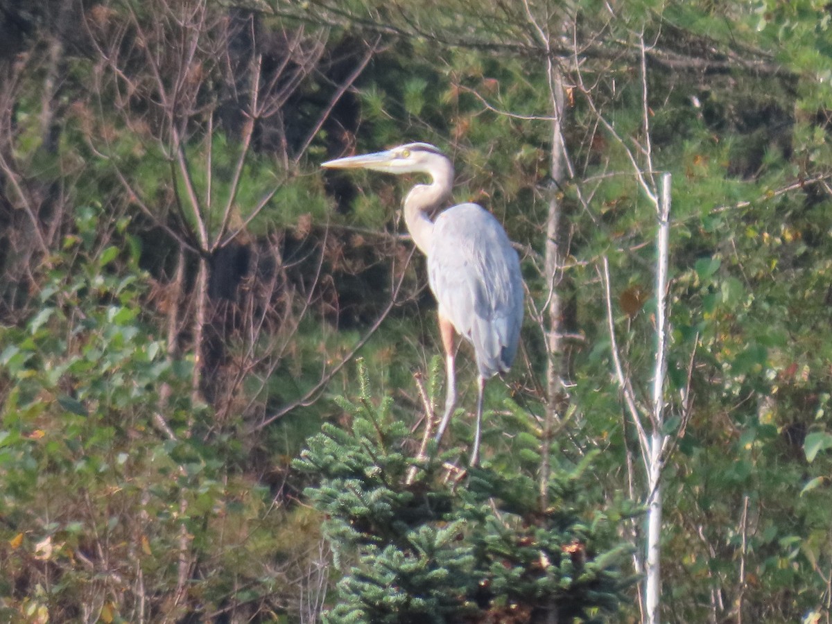 Great Blue Heron - ML609133068