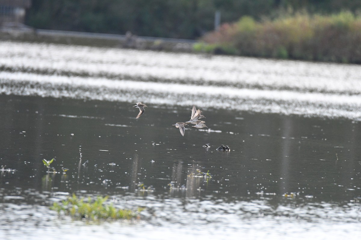 Pectoral Sandpiper - Kevin Roback