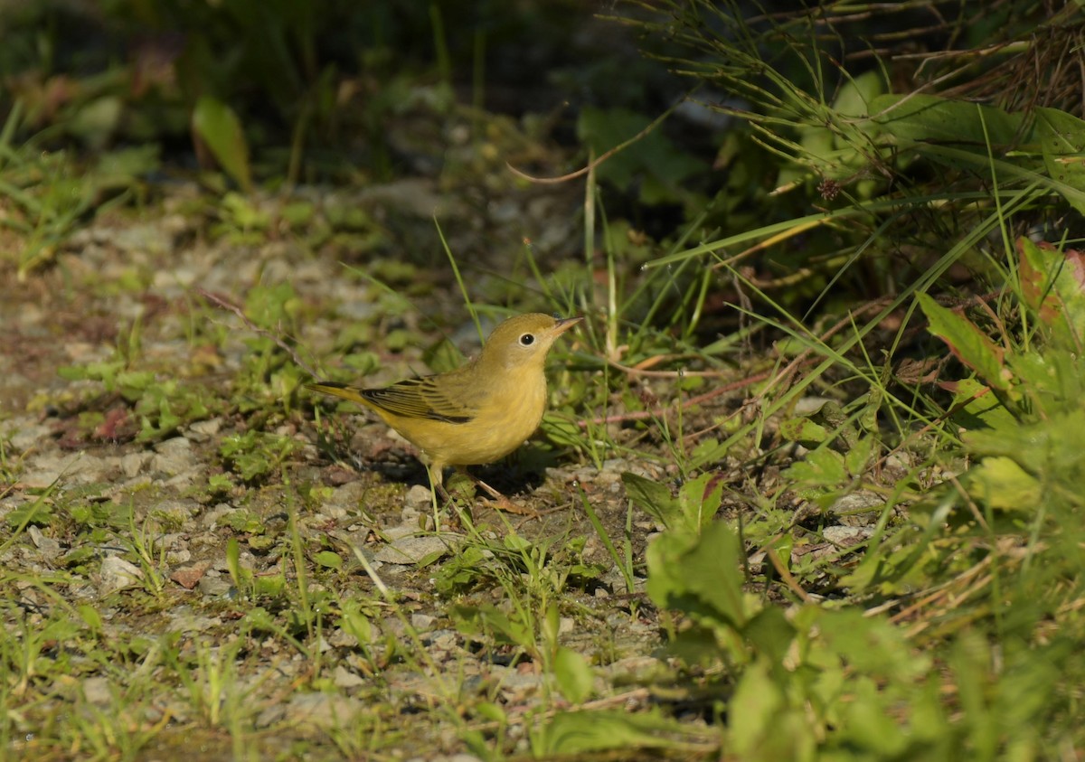 Yellow Warbler - Kelly Kirkpatrick