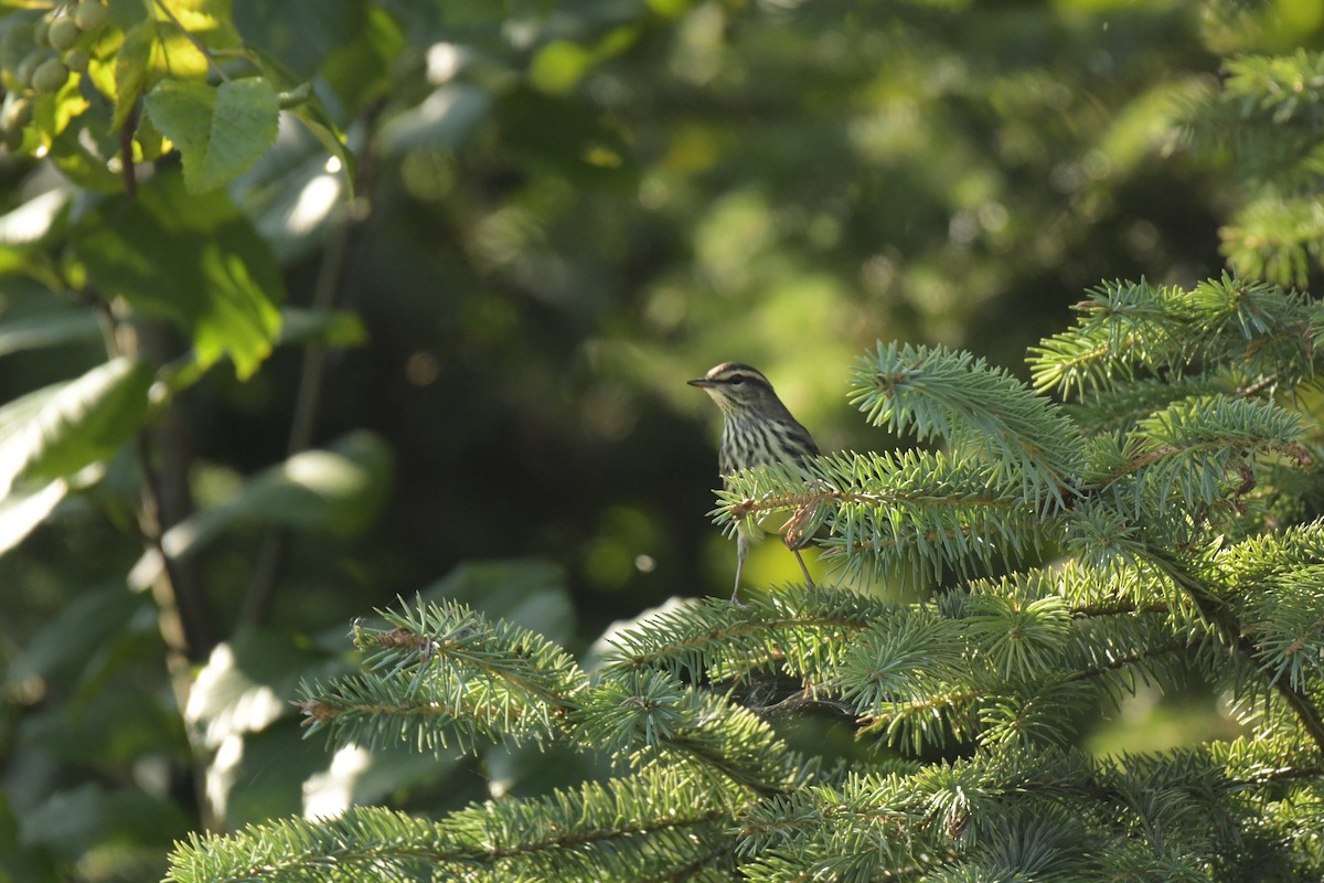 Northern Waterthrush - ML609133089