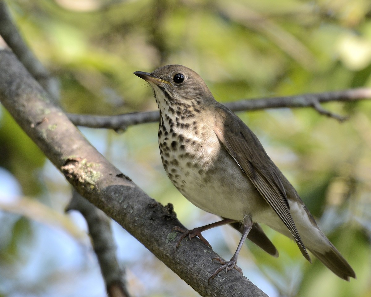 Gray-cheeked Thrush - ML609133115