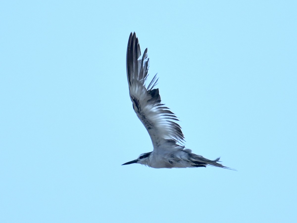 Common Tern - ML609133116