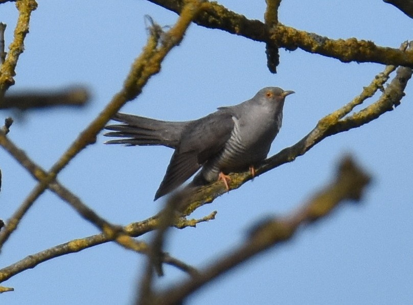Common Cuckoo - ML609133125
