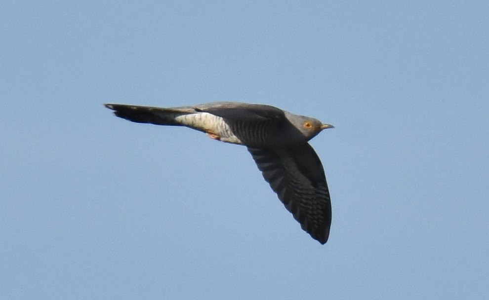 Common Cuckoo - ML609133126