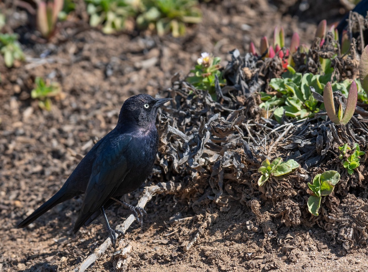 Brewer's Blackbird - ML609133143