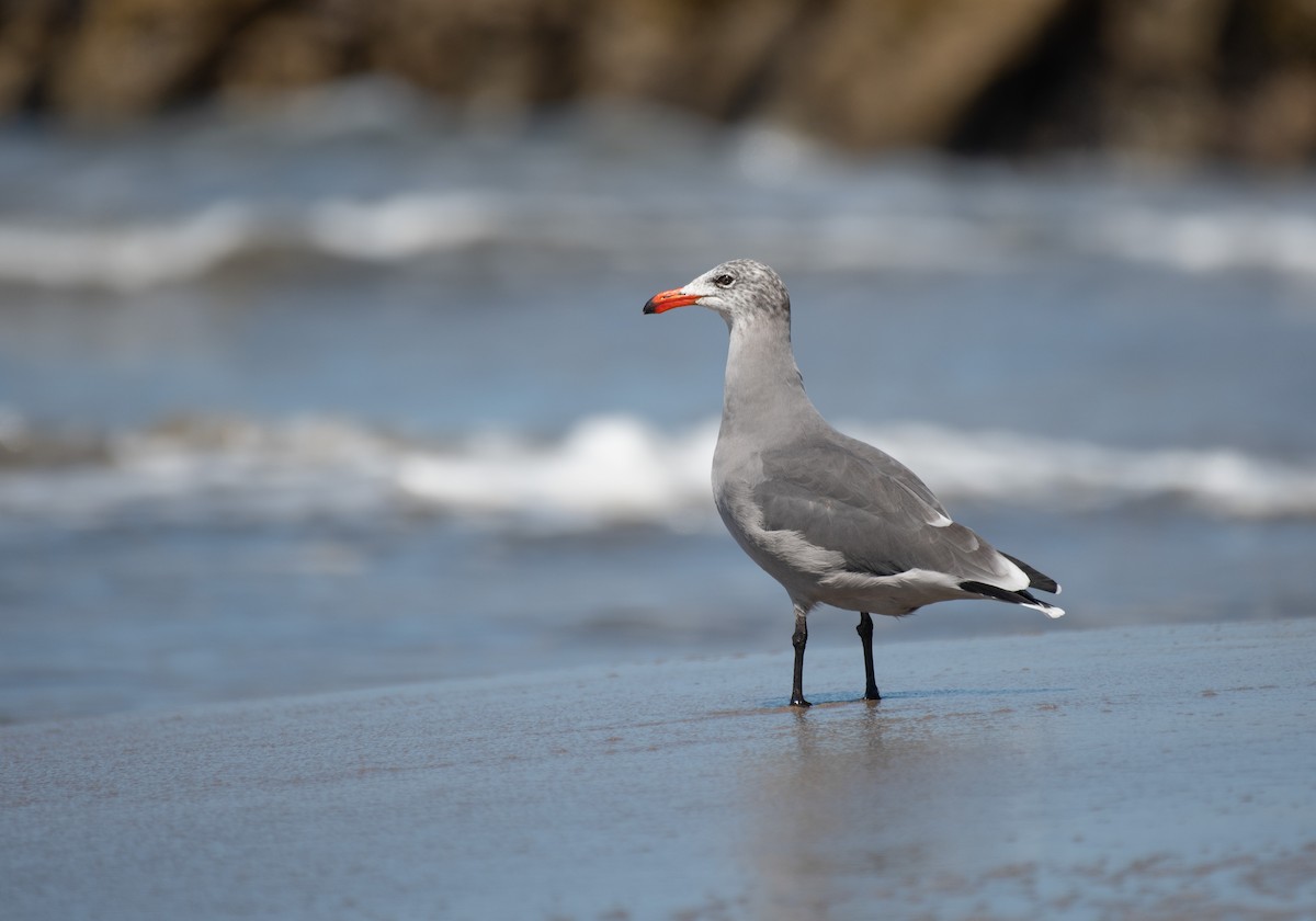 Gaviota Mexicana - ML609133160