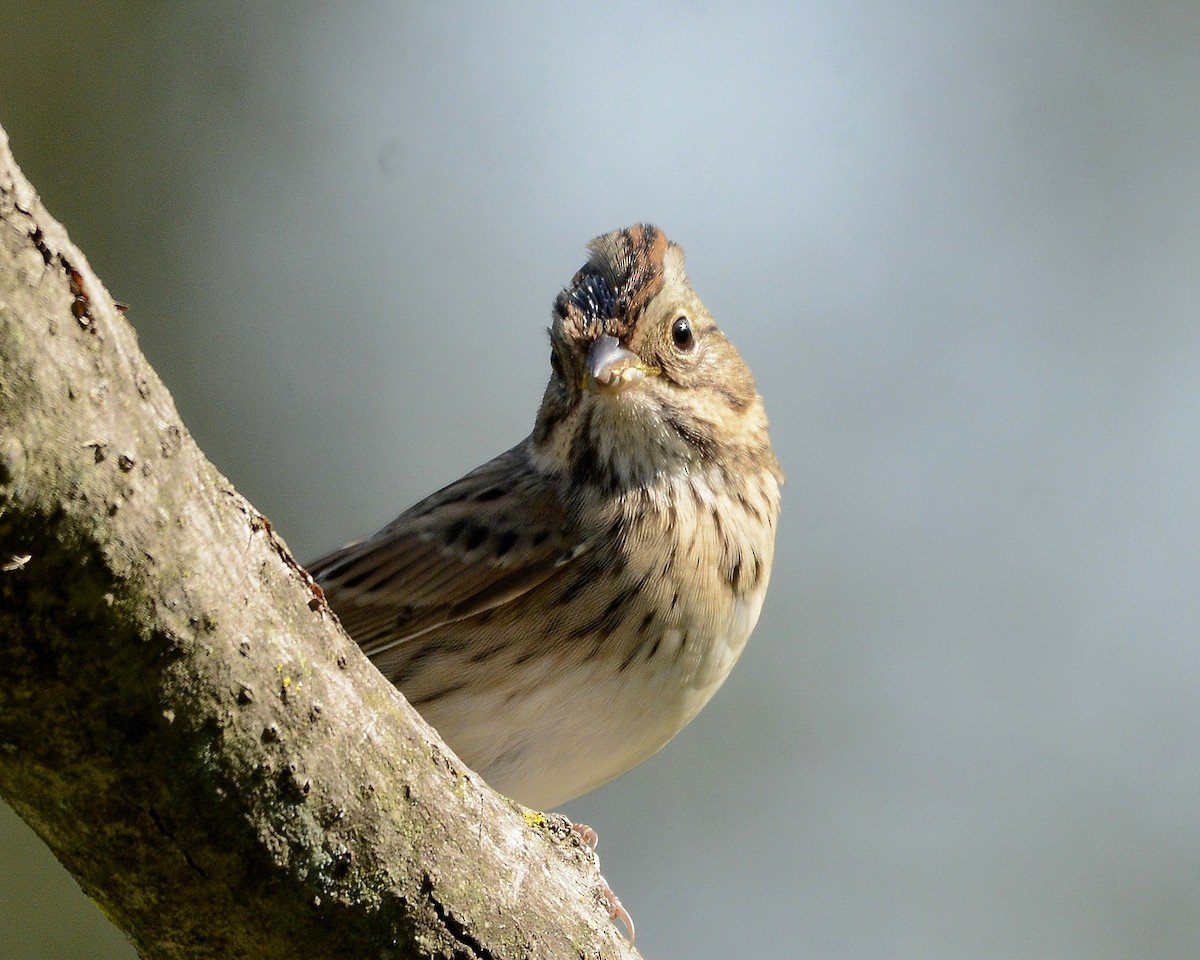 Lincoln's Sparrow - ML609133168