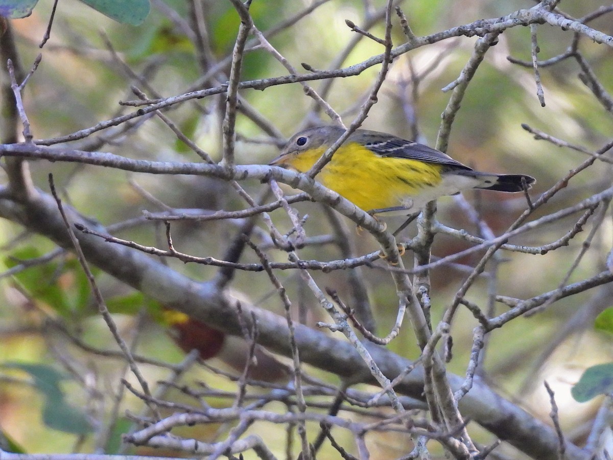 Magnolia Warbler - ML609133172