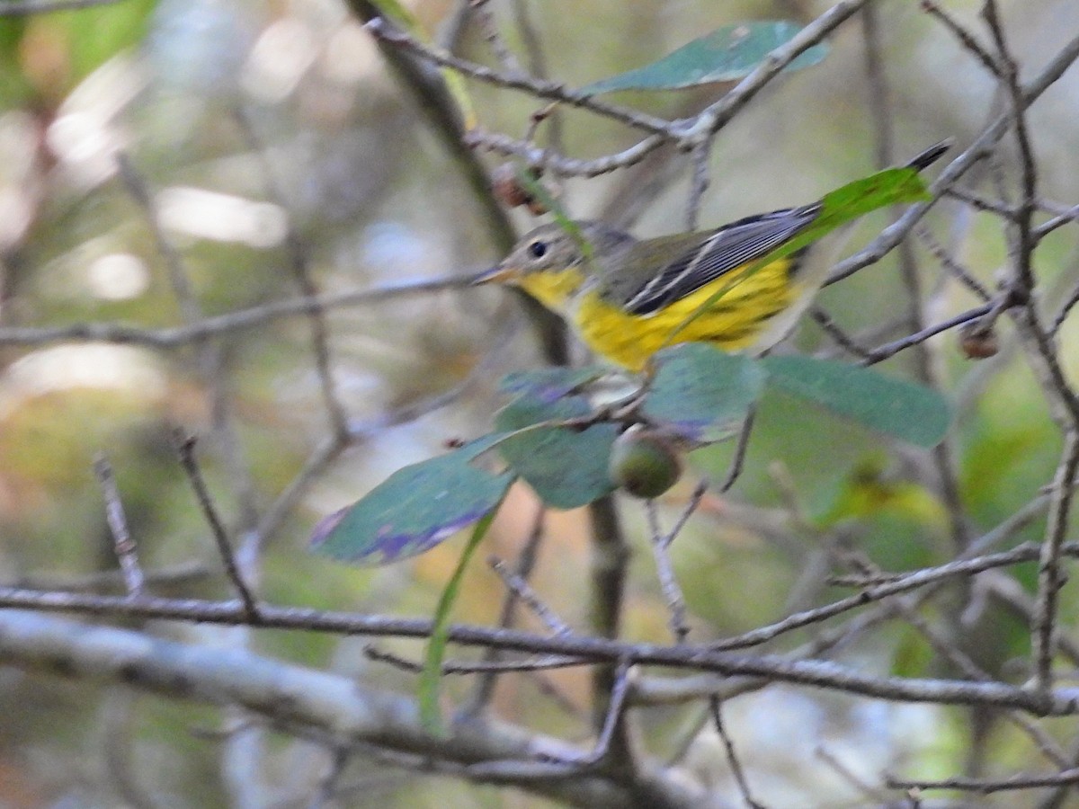 Magnolia Warbler - ML609133178