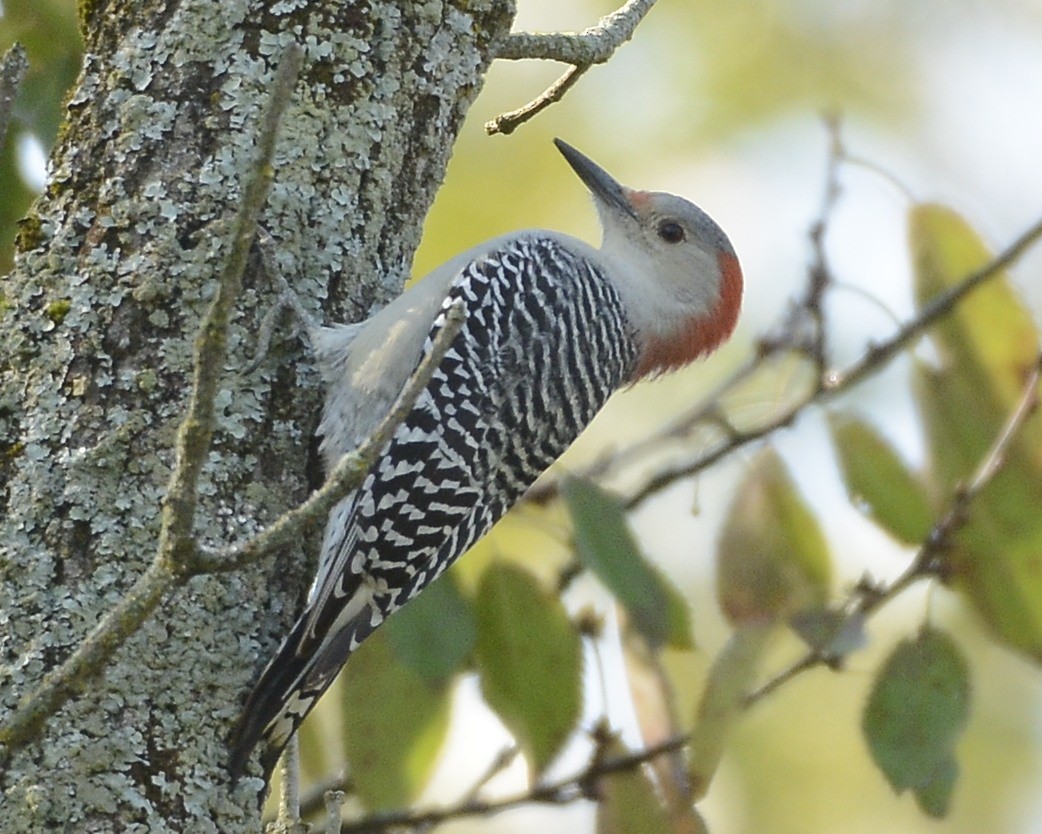 Red-bellied Woodpecker - David Kennedy