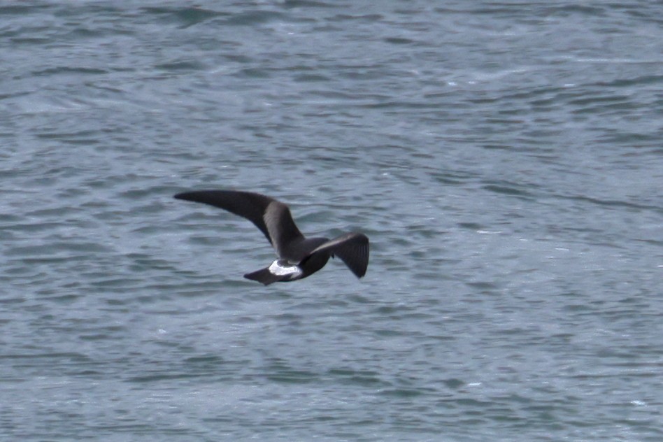 Leach's Storm-Petrel - John Alexander